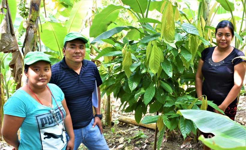 ¿Son realmente rentables los sistemas agroforestales en cacao?